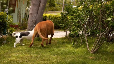 Dog funny video