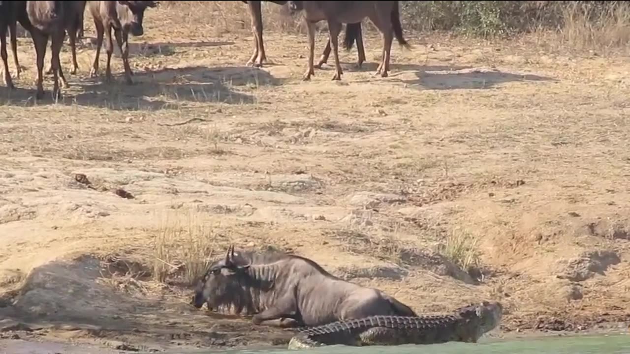 Crocodile wild attack fight for life survival