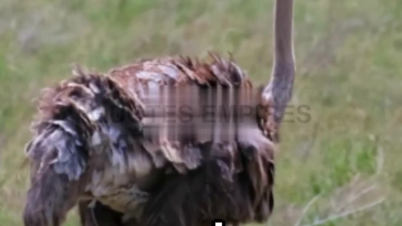 Ostrich Oddities:Exploring the Hilarious and Unusual World of Africa's Towering Bird.#OstrichFacts