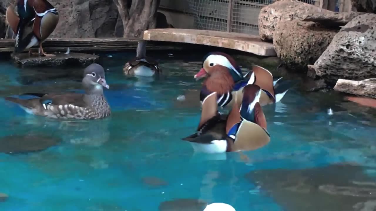 Ducks Care Guide in Under A Minute