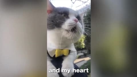 Talking Cats ! They can speak English better than Hooman