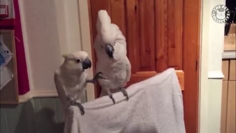 Funny birds compilation