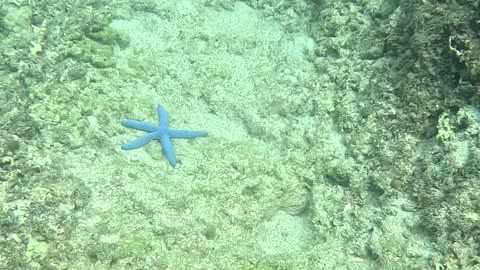 Snorkeling A Reef In Healing