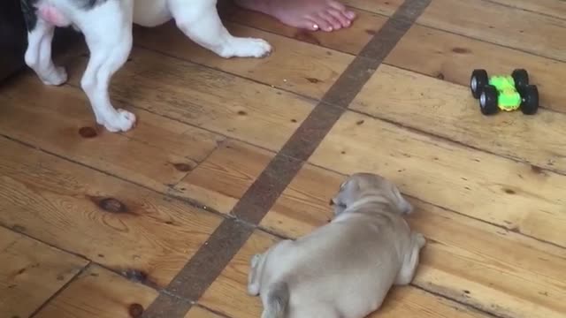 French bulldog plays with puppy