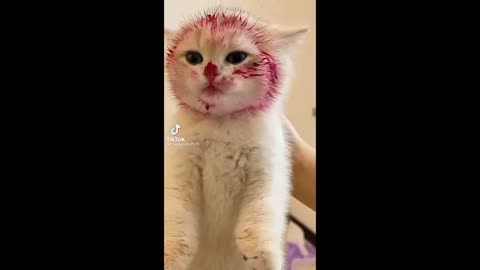 Cats funny fight with, dog, chicken, duck, animals hahaha hahaha