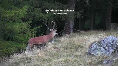 Il bramito da vicino