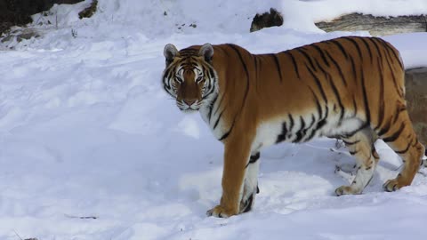 Tiger in the snow