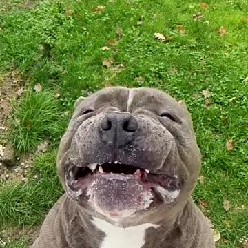 staffordshire terrier eats lemon 🍋🤪Dog eats lemon Sṭāpharḍ‌śair ṭeriyar nimbe tinnuttade 🍋🤪nāyi nimbe tinnuttade