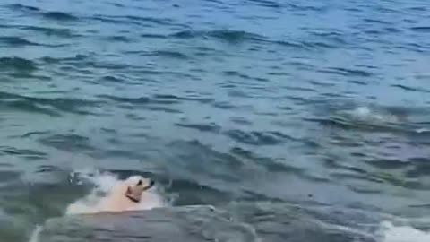 The dog jumped into the sea