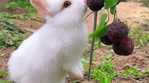 Cute bunny