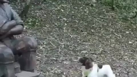 Funny Dog viral