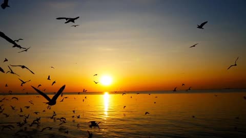 Beautiful Birds