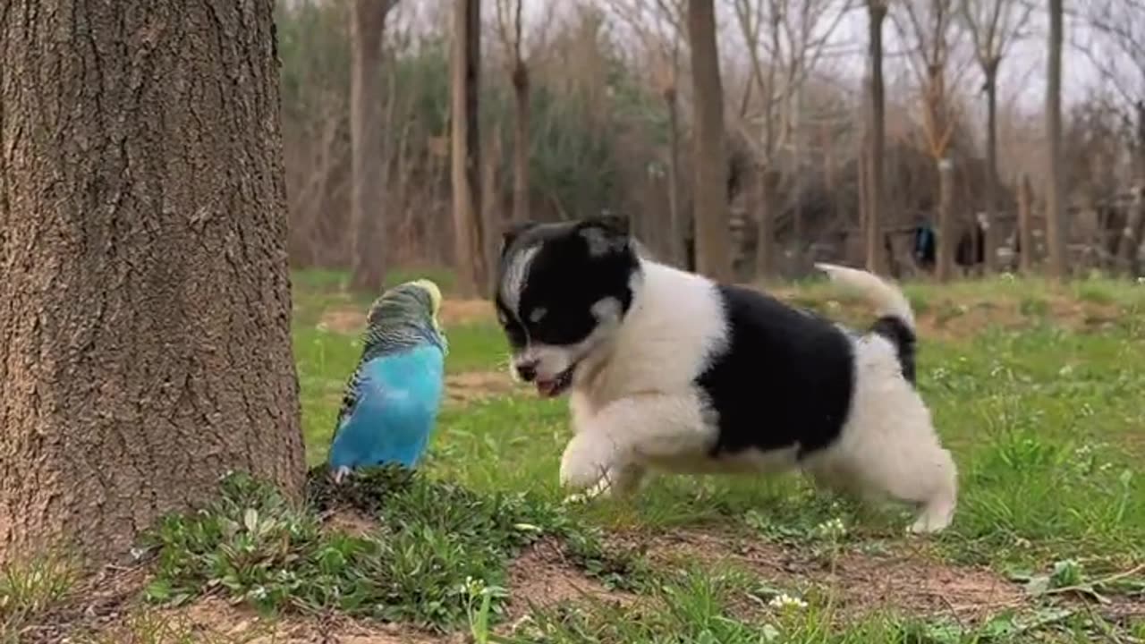 Cat Funny Video