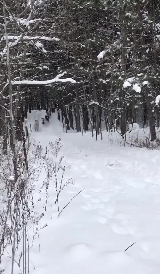 Wild horses in the forests