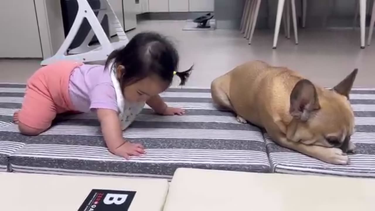 Dog Loves the Babyl