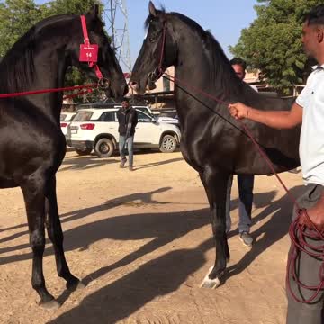 Elegant Equines: A Sight to Behold