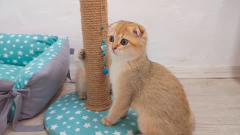 Scottish fold and Scottish straight. Kittens