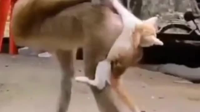 #Funny monkey playing with poor cat