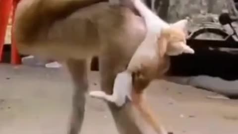 #Funny monkey playing with poor cat