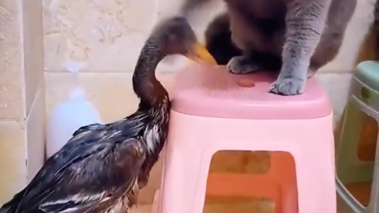 Cat And Duck Fighting - Animal Fighting Videos Compilation - Animals Funny Videos #shorts #animals