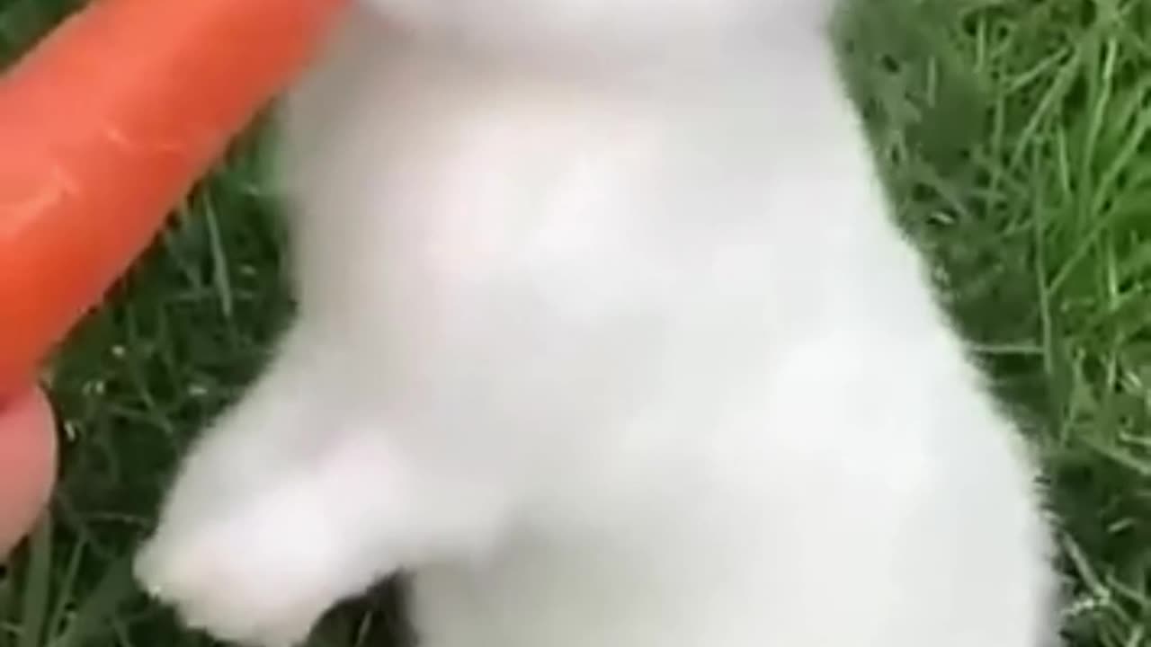 Cute rabbit