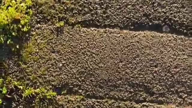 ADAM FROM BIRMINGHAM