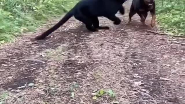 Rottweiler vs black panther 🔥😰 #pitbull #dog #fight #lover #trending #video