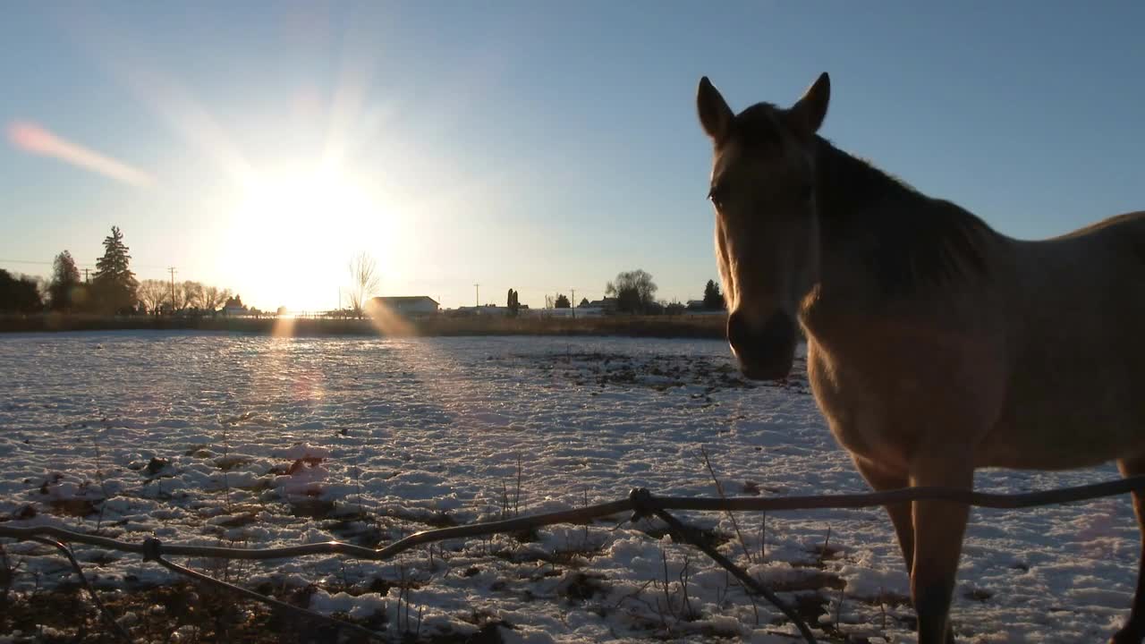 Winter Ranch Horses In Pasture