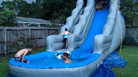 Funny Dogs on Water Slides Compilation