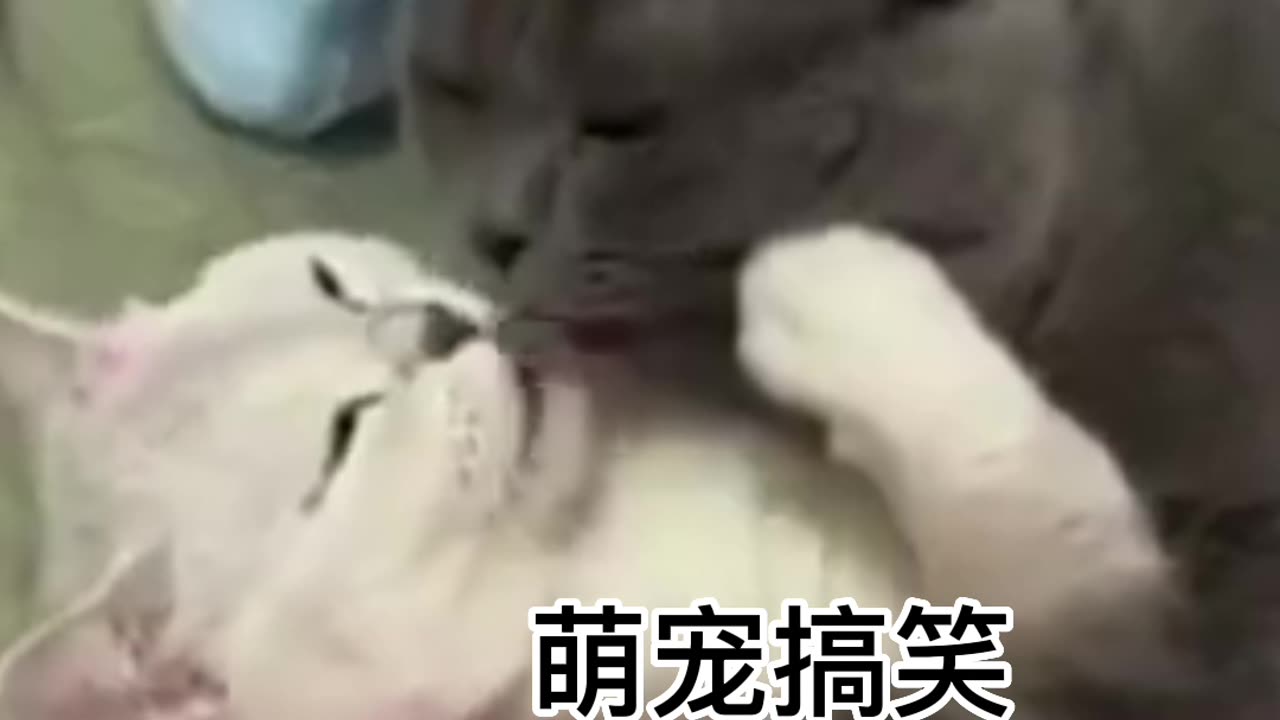 Funny cats video #viral #shorts #entertainment786 #funnycatsvideo #funnycatscompilation