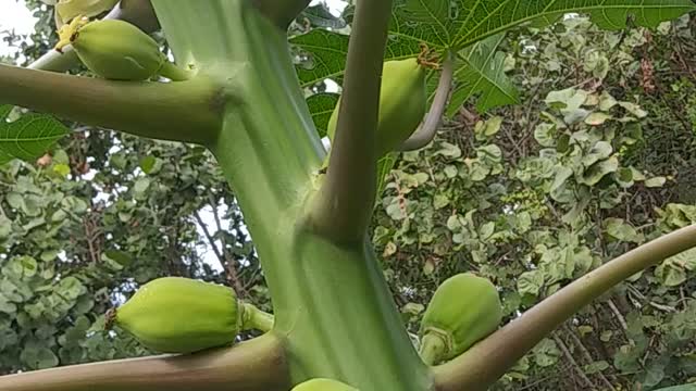 Papaya tree