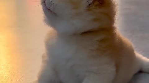 Cute and funny cat video.