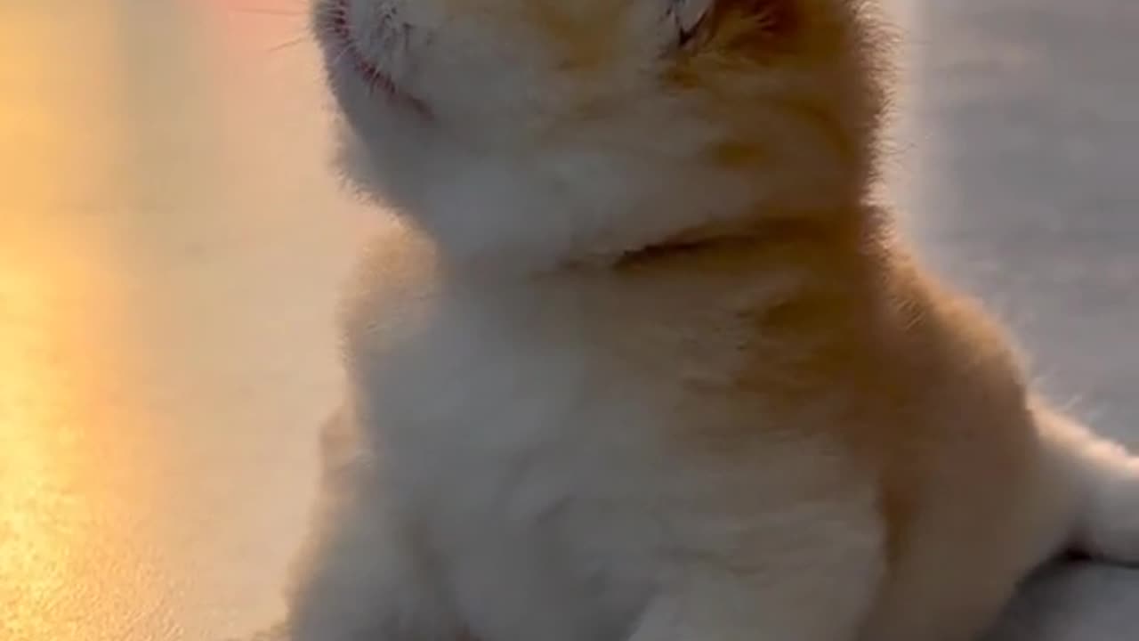 Cute and funny cat video.