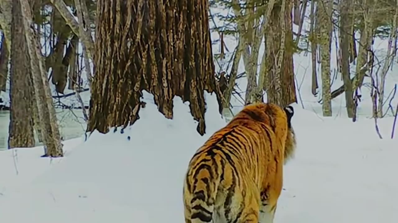 siberian tiger