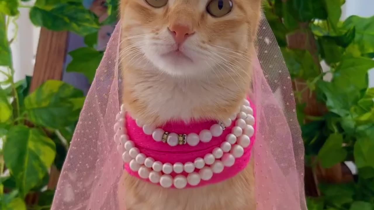 A beautiful cat dressed as a bride