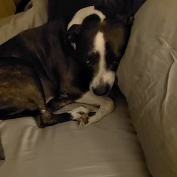 Bruno the Pitbull getting ready for bed