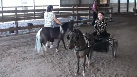 Most beautiful horses on planet earth