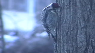 Little Woodpecker