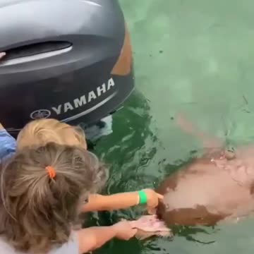 stay calm it was just a shark scare 😱😲