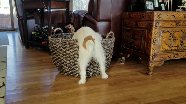 Adorable puppy looking for his favorite toy