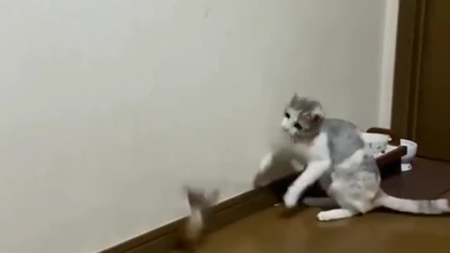 cat😸 and fishing rod incredible fun🙂