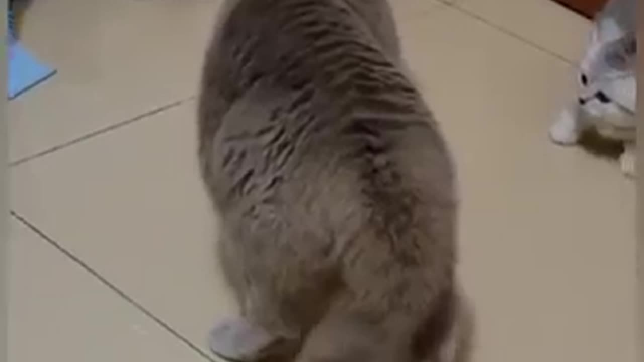 Cute cat fight video