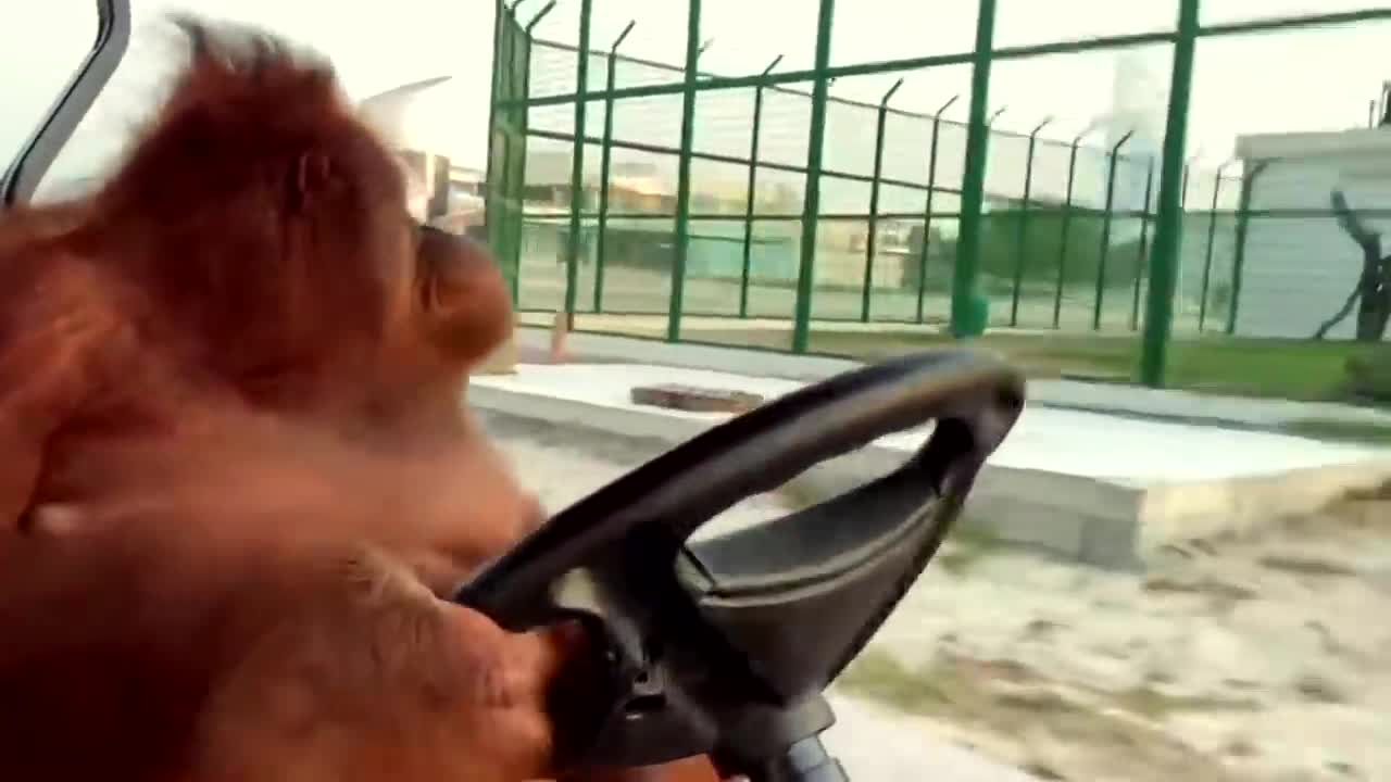 Driving to the banana store