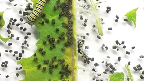 A caterpillar eats whole leaf