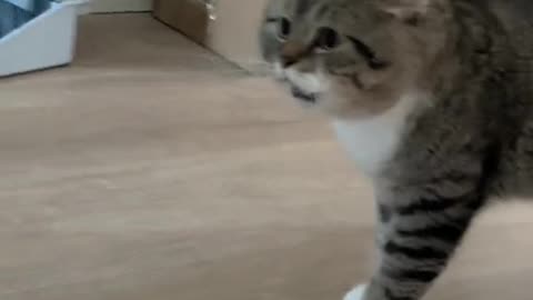 Crazy Animal Reactions That Will Have You Cracking Up!