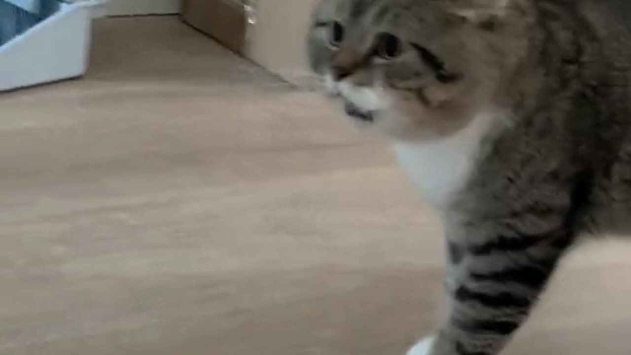 Crazy Animal Reactions That Will Have You Cracking Up!