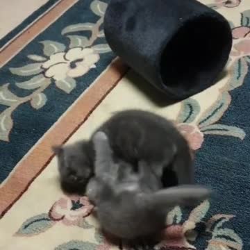 brother and sister are playing