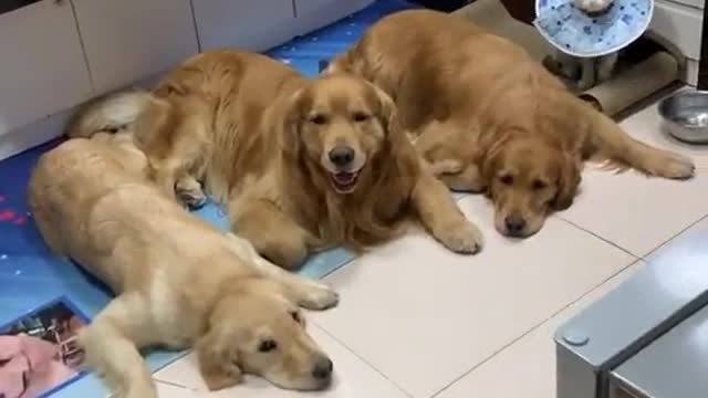 A group of children#ChiliDogYum #cat #dog #fyp #pet