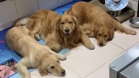 A group of children#ChiliDogYum #cat #dog #fyp #pet