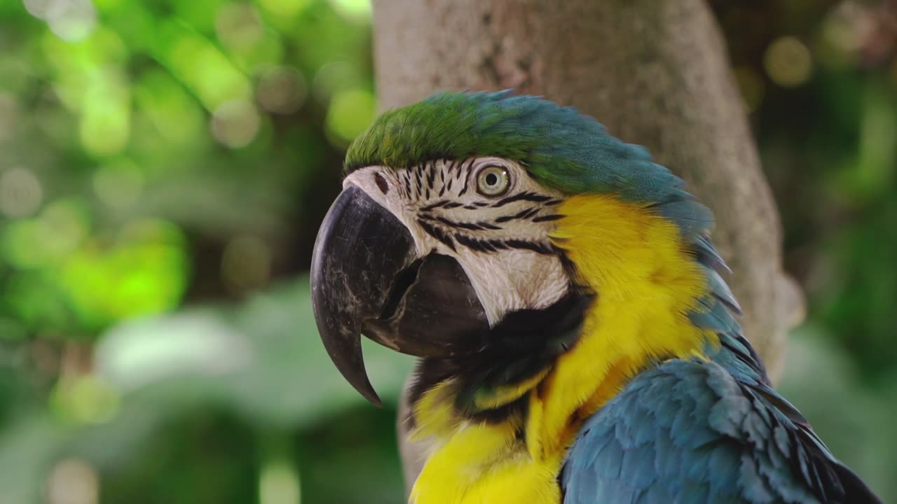 #bird#macaw